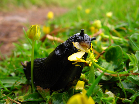 organic pest control organic pest control